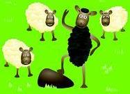 3 white sheep & 1 black sheep