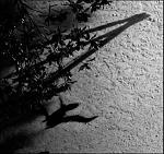 Max Richter: The Blue Notebooks album CD cover